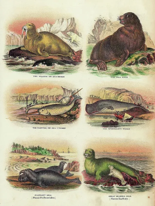 Framed Print : Illustration Of Various Aquatic Mammals Framed Print : Illustration Of Various Aquatic Mammals