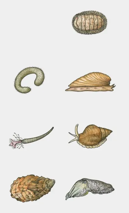 Framed Print : Illustration of various types of mollusc
