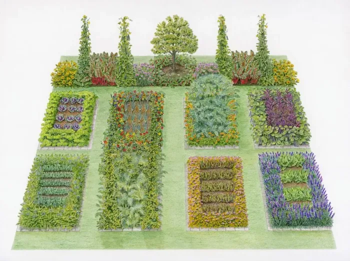 Framed Print : Illustration of vegetable potager with lawn area Framed Print : Illustration of vegetable potager with lawn area