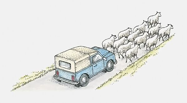 Illustration of a vehicle on a country road behind a flock of sheep