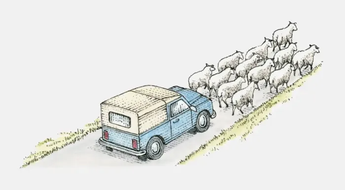 Framed Print : Illustration of a vehicle on a country road behind a flock of sheep Framed Print : Illustration of a vehicle on a country road behind a flock of sheep