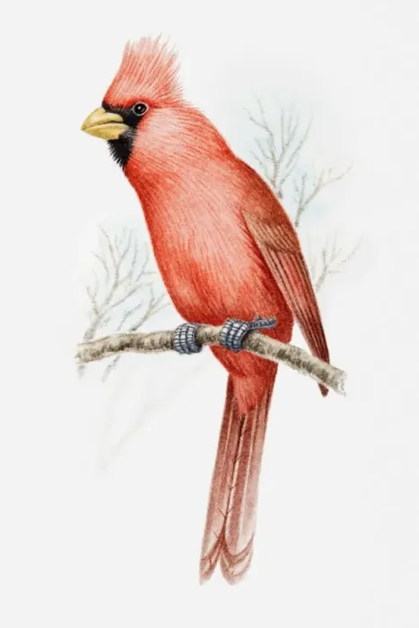 Framed Print : Illustration of a Vermilion cardinal (Cardinalis phoeniceus) perching on a branch Framed Print : Illustration of a Vermilion cardinal (Cardinalis phoeniceus) perching on a branch