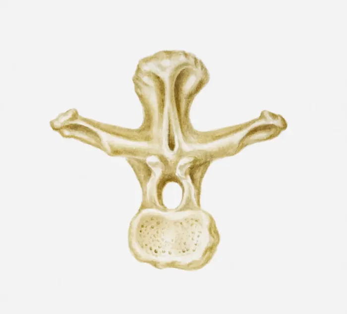 Framed Print : Illustration of the vertebra of a Brachiosaurus, late Jurassic-Cretaceous periods Framed Print : Illustration of the vertebra of a Brachiosaurus, late Jurassic-Cretaceous periods