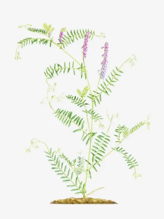 Framed Print : Illustration of Vicia cracca (Tufted vetch), slender, branching stems with pink flowers Framed Print : Illustration of Vicia cracca (Tufted vetch), slender, branching stems with pink flowers