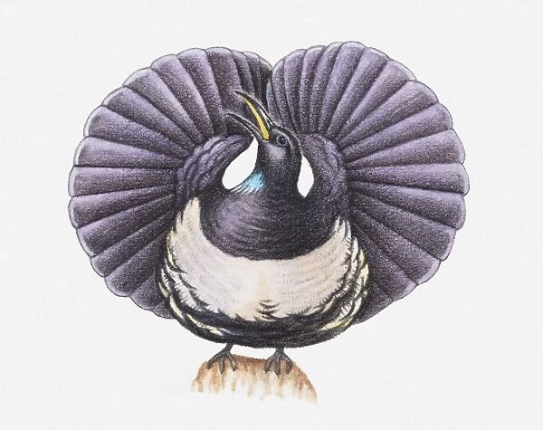 Illustration of a Victorias riflebird (Ptiloris victoriae) with its wings fanned-out