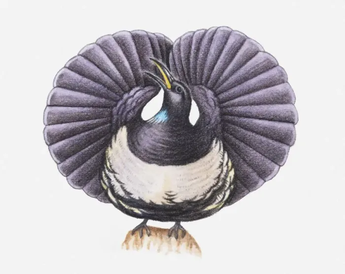 Framed Print : Illustration of a Victorias riflebird (Ptiloris victoriae) with its wings fanned-out Framed Print : Illustration of a Victorias riflebird (Ptiloris victoriae) with its wings fanned-out