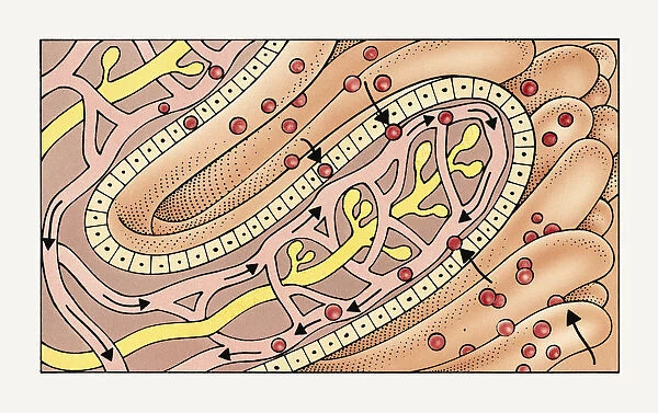 Illustration of villus in human small intestine absorbing peptides and amino acids into capillaries
