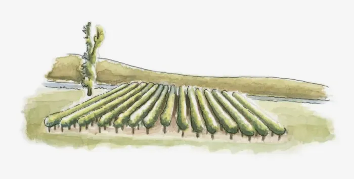 Framed Print : Illustration of a vineyard Framed Print : Illustration of a vineyard