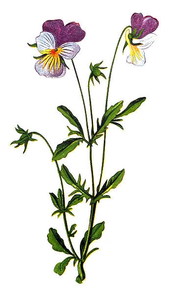 Illustration of a Viola tricolor, also known as Johnny Jump up, heartsease, hearts ease, hearts delight, tickle-my-fancy, Jack-jump-up-and-kiss-me, come-and-cuddle-me, three faces in a hood, or love-in-idleness