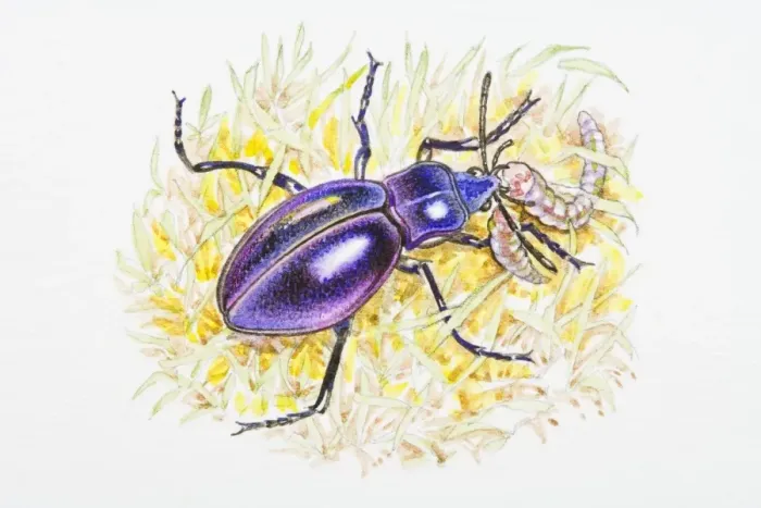 Framed Print : Illustration of Violet Ground Beetle (Carabus violaceus) feeding on caterpillar in grass Framed Print : Illustration of Violet Ground Beetle (Carabus violaceus) feeding on caterpillar in grass