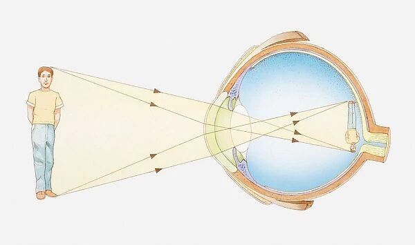 Illustration of vision of the human eye