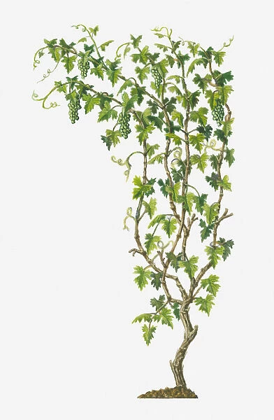 Illustration of Vitis vinifera (Common Grape Vine) bearing bunches of ripe green fruit
