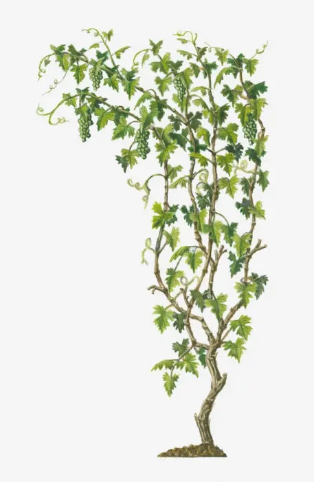 Framed Print : Illustration of Vitis vinifera (Common Grape Vine) bearing bunches of ripe green fruit Framed Print : Illustration of Vitis vinifera (Common Grape Vine) bearing bunches of ripe green fruit
