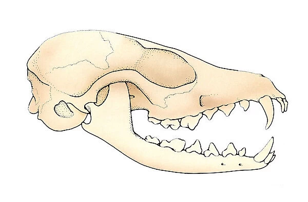 Illustration of Vulpes (Fox) skull with open jaw showing teeth