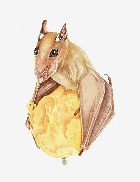Illustration of Wahlbergs Epauletted Fruit Bat (Epomophorus wahlbergi) feeding on fruit