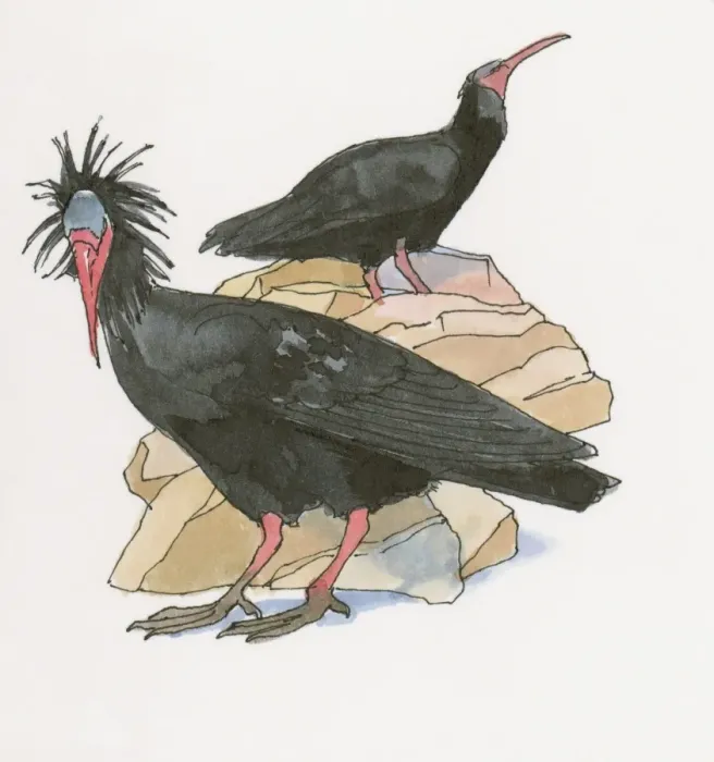 Framed Print : Illustration of Waldrapp (Geronticus eremita) Framed Print : Illustration of Waldrapp (Geronticus eremita)