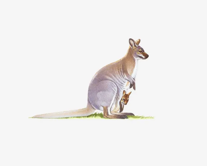 Framed Print : Illustration of wamp Wallaby (Wallabia bicolor) with joey in pouch Framed Print : Illustration of wamp Wallaby (Wallabia bicolor) with joey in pouch