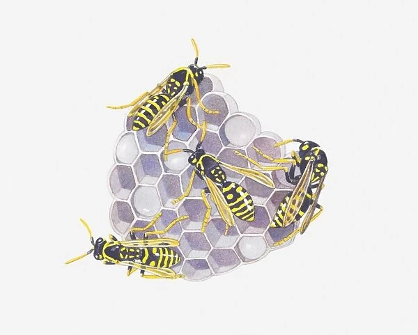 Illustration of wasps on nest