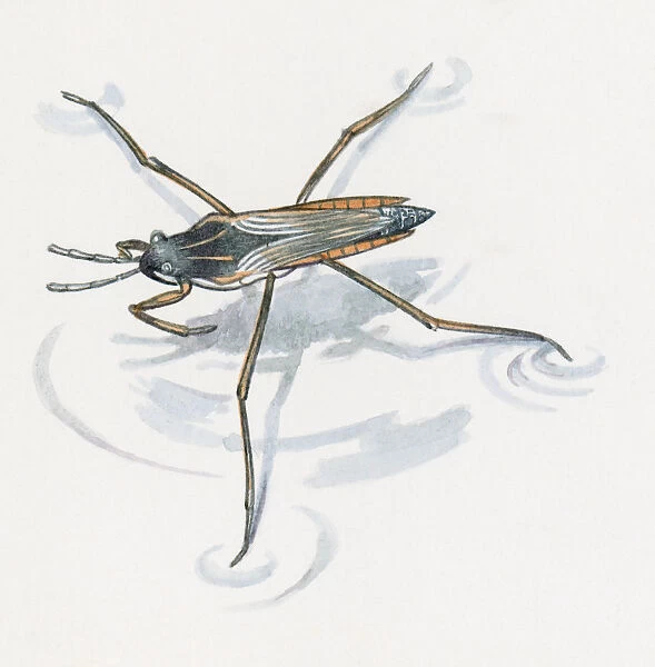 Illustration of Water Boatman (Sigara striata). Available as Framed Prints,  Photos, Wall Art and other products #13554511