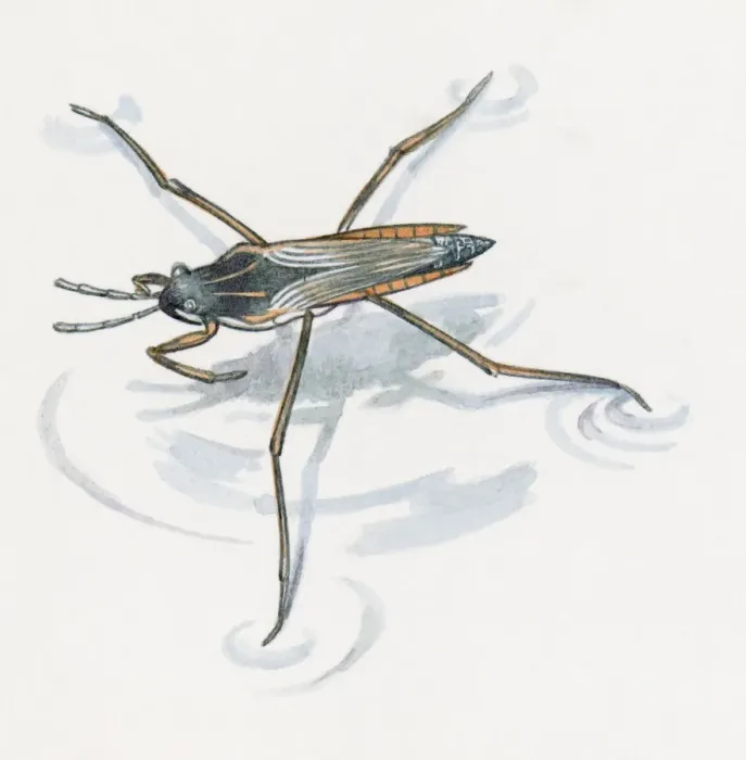 Framed Print : Illustration of Water Boatman (Sigara striata) usng long legs to stand on water Framed Print : Illustration of Water Boatman (Sigara striata) usng long legs to stand on water