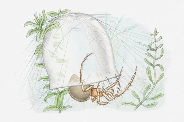 Illustration of a Water spider (Argyroneta aquatica) with bell-shaped web underwater