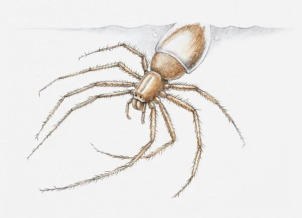 Illustration of a Water spider (Argyroneta aquatica) diving