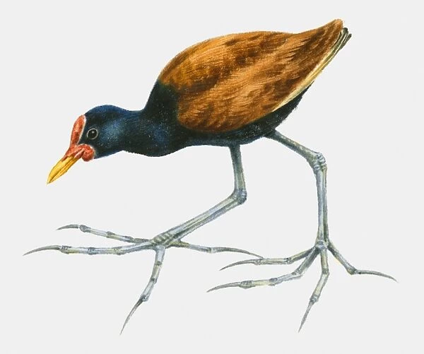Illustration of a Wattled jacana (Jacana jacana), side view