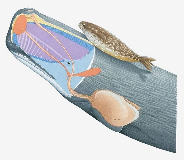 Illustration of Weddell Seal and cross section of Sperm Whale showing lungs, nasal passages, spermaceti, spermaceti organ and blowhole