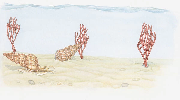 Illustration of Wentletrap (Epitonium), predatory snails and Pink Sea Fan (Eunicella verrucosa) coral living on seabed below ocean tideline