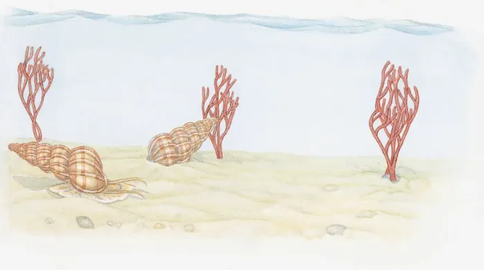Framed Print : Illustration of Wentletrap (Epitonium), predatory snails and Pink Sea Fan (Eunicella verrucosa) coral living on seabed below ocean tideline Framed Print : Illustration of Wentletrap (Epitonium), predatory snails and Pink Sea Fan (Eunicella verrucosa) coral living on seabed below ocean tideline