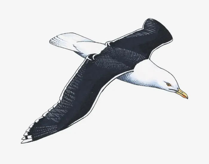 Framed Print : Illustration of Western Gull (Larus occidentalis) in flight Framed Print : Illustration of Western Gull (Larus occidentalis) in flight