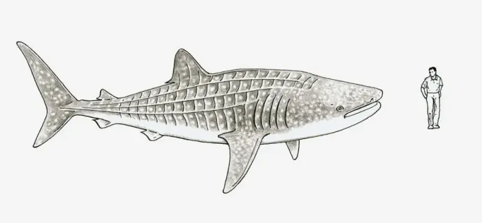 Framed Print : Illustration of Whale shark (Rhincodon typus) and a man stood next to it to show scale Framed Print : Illustration of Whale shark (Rhincodon typus) and a man stood next to it to show scale