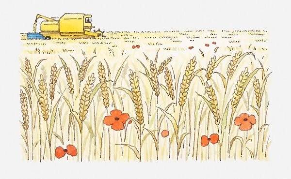 Illustration of wheat field with harvester in background