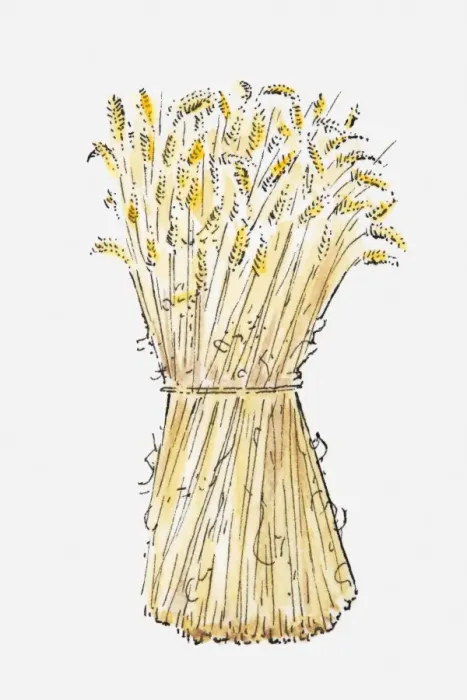 Framed Print : Illustration of Wheat (Triticum spp. ) sheaf Framed Print : Illustration of Wheat (Triticum spp. ) sheaf