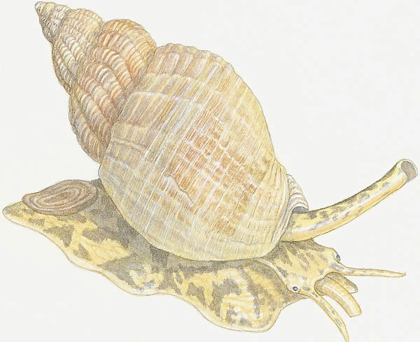 Illustration of Whelk and shell showing siphon on head