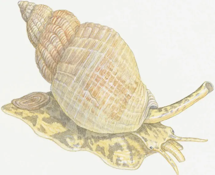 Framed Print : Illustration of Whelk and shell showing siphon on head Framed Print : Illustration of Whelk and shell showing siphon on head