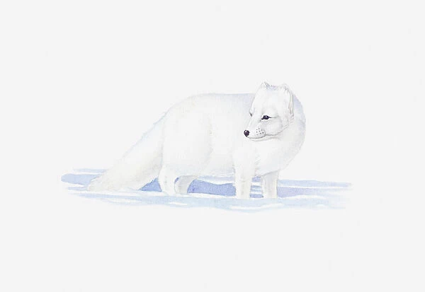 Illustration of white Arctic Fox (Vulpes lagopus) in snow