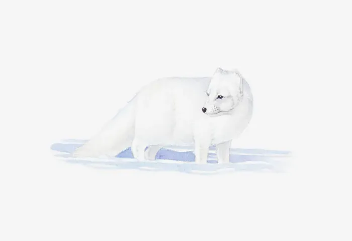 Framed Print : Illustration of white Arctic Fox (Vulpes lagopus) in snow Framed Print : Illustration of white Arctic Fox (Vulpes lagopus) in snow