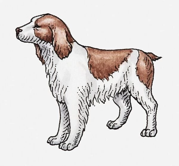 Illustration of a white and brown dog