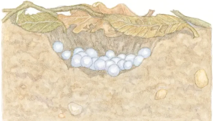 Framed Print : Illustration of white eggs of Garden Snail (Helix aspersa) in shallow hole under decaying leaves Framed Print : Illustration of white eggs of Garden Snail (Helix aspersa) in shallow hole under decaying leaves