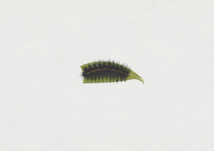 Framed Print : Illustration of White Ermine moth (Spilosoma lubricipeda) caterpillar on green leaf