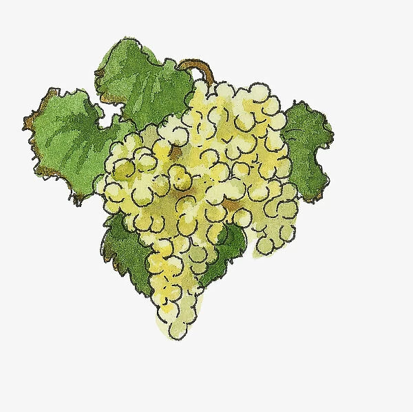 Illustration of white grapes