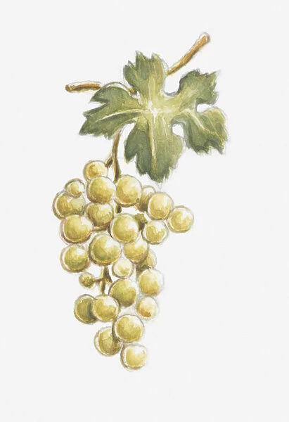 Illustration of white grapes on the vine