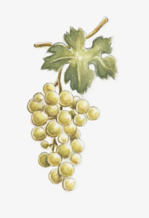 Framed Print : Illustration of white grapes on the vine Framed Print : Illustration of white grapes on the vine