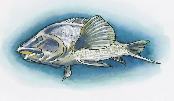Framed Print : Illustration of White Grouper (Epinephelus aeneus) found in Black Sea region of Turkey Framed Print : Illustration of White Grouper (Epinephelus aeneus) found in Black Sea region of Turkey