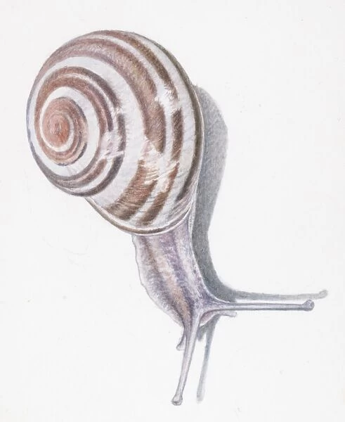 Illustration of White-Lipped snail (Cepaea hortensis)