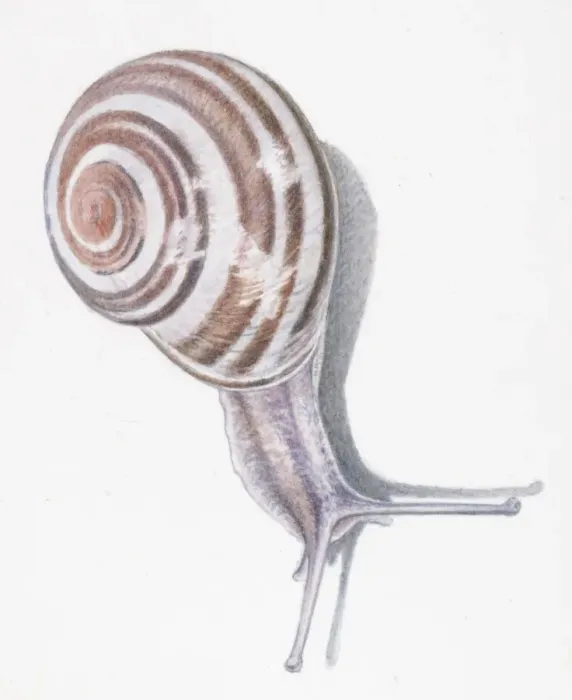 Framed Print : Illustration of White-Lipped snail (Cepaea hortensis) Framed Print : Illustration of White-Lipped snail (Cepaea hortensis)