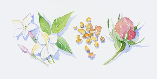 Illustration of white neroli flowers, pink bud and green leaves on stems, sandalwood wood chips, and pink rose bud on stem with sepals