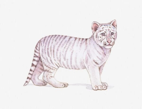 Illustration of a White tiger cub (Panthera tigris)