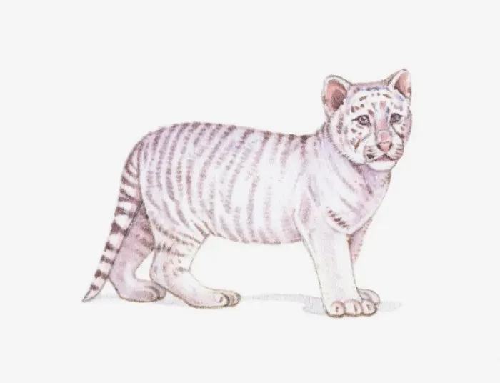 Framed Print : Illustration of a White tiger cub (Panthera tigris) Framed Print : Illustration of a White tiger cub (Panthera tigris)